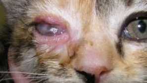 Chlamydia u koček: symptomy, léčba, existuje nějaké nebezpečí pro vydání osoby